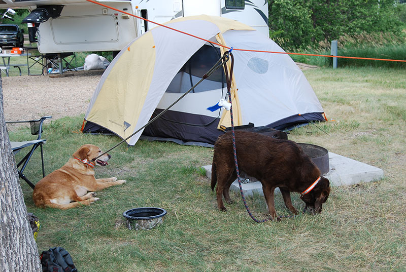 Camping in SD with my dogs